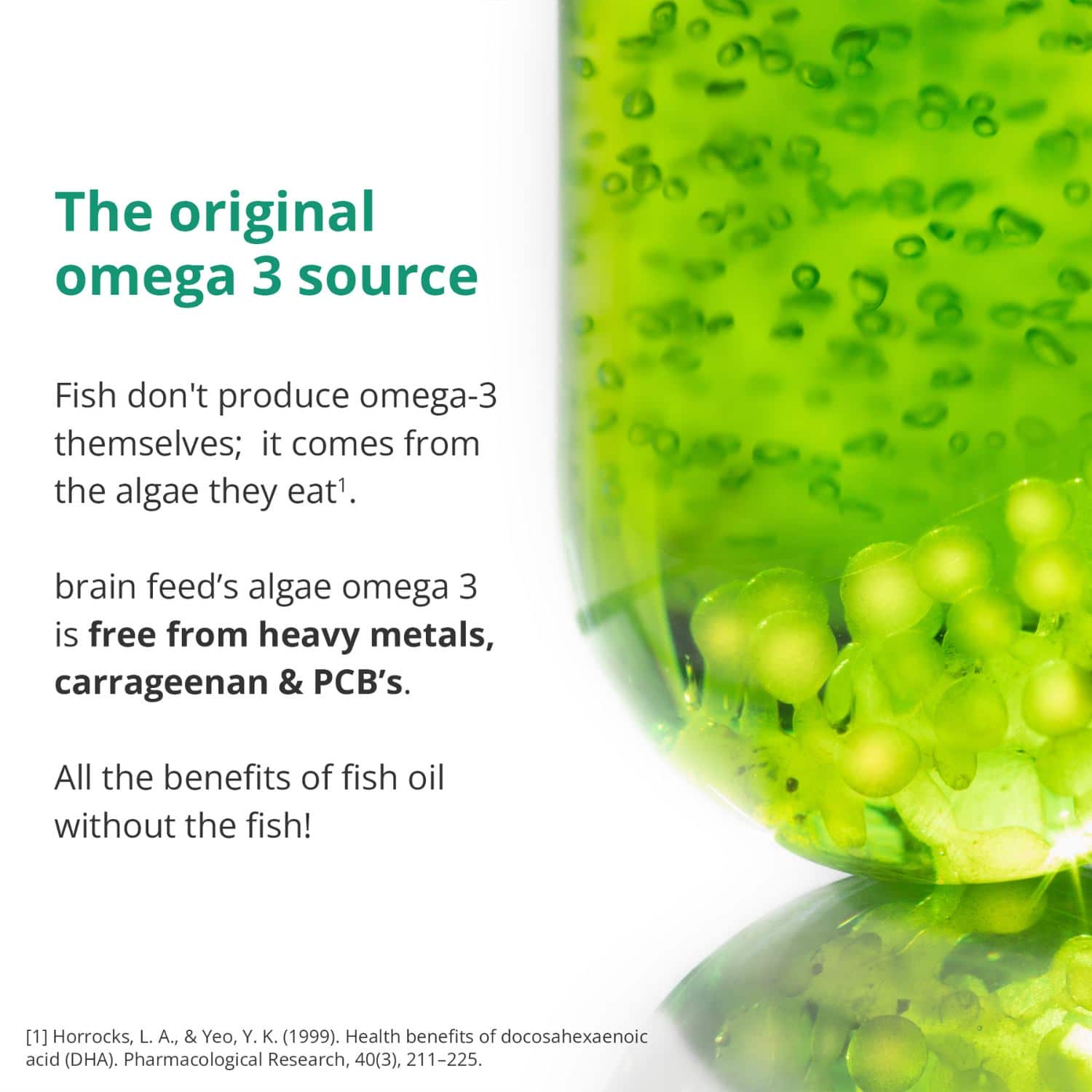 algae omega 3 algae oil supplement vegan omega 3